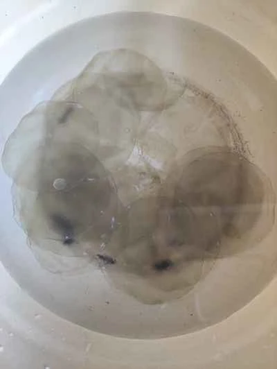 手で千切りしたキャベツと春雨を使った豚スペアリブの煮込みの作り方：4