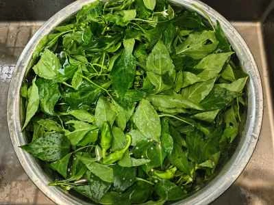 唐辛子の季節はもうすぐ終わり。唐辛子の蔓を早く取り除きましょう！調理手順：2