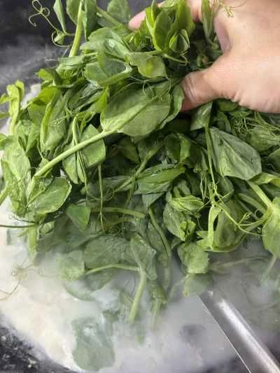 豆苗スープの作り方：8