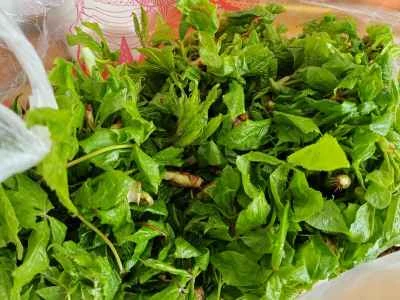 エゾウコギのオムレツの作り方：1