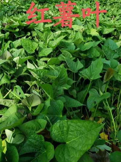 サツマイモの葉と赤唐辛子の炒め物の作り方：3