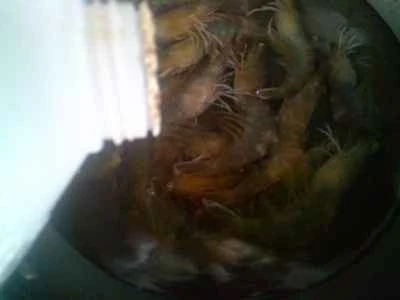 スイカの皮入りエビとカツオの炒め物の作り方：5