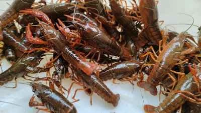 ザリガニの調理手順:1