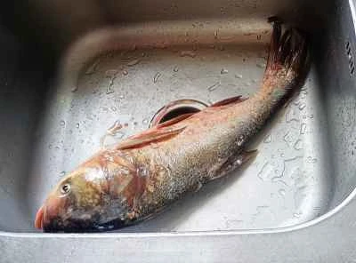 豆腐とギンコイの頭の赤だし煮の作り方：1