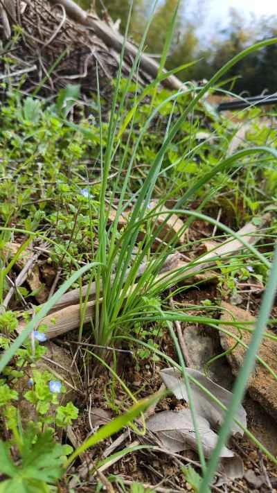 野生のネギを使った卵炒めの作り方：1