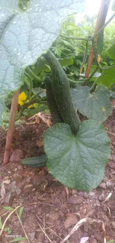 家庭風ゆでキュウリのレシピ手順：1