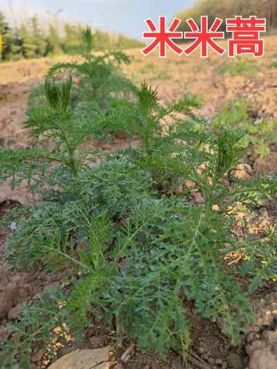 蒸し野菜とクワイのレシピ手順：1