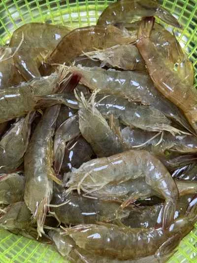 ドライポットチキンウィングとエビのレシピ手順：4