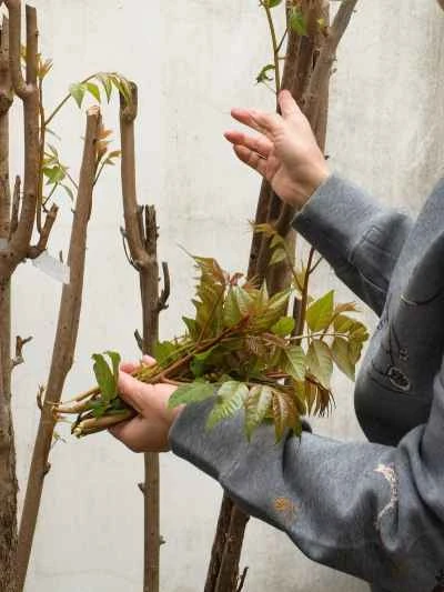 もやし入り卵炒めの作り方：1