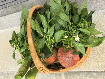 唐辛子の季節はもうすぐ終わりなので、唐辛子の蔓を取り除いてみましょう！手順：1