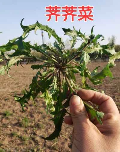 乾燥豆腐シート入りナズナ炒めの作り方：1