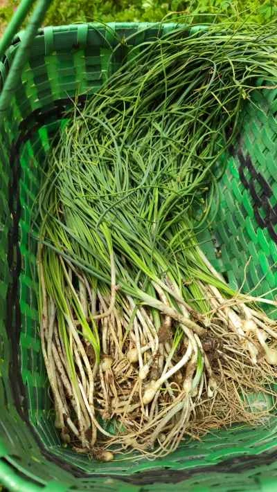 野生のネギを使った卵炒めの作り方：2