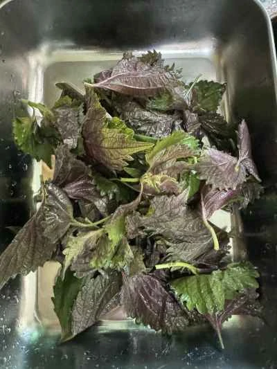 シソの葉で煮込んだ黄ナマズの作り方：2