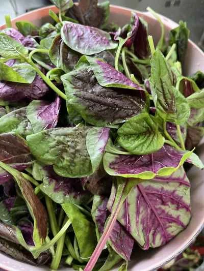 アマランサスのスープを作る手順：1