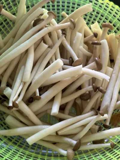 鶏肉と野菜の鍋レシピ手順：6