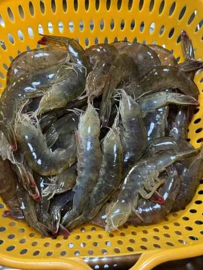 アサリと焼きエビの作り方：1