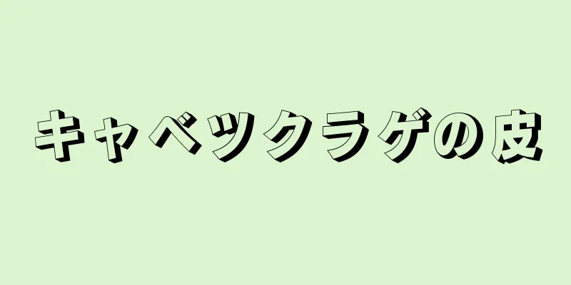 キャベツクラゲの皮